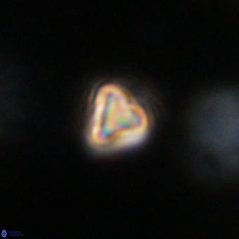 Orthorhabdus martinii VR 19754