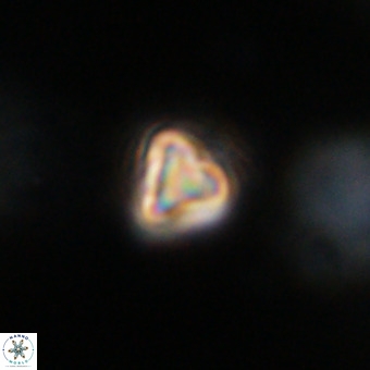 Orthorhabdus martinii VR 19754