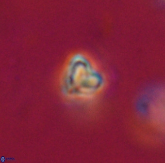 Orthorhabdus martinii VR 19756