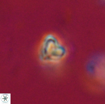 Orthorhabdus martinii VR 19756