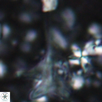 Orthorhabdus serratus 14267
