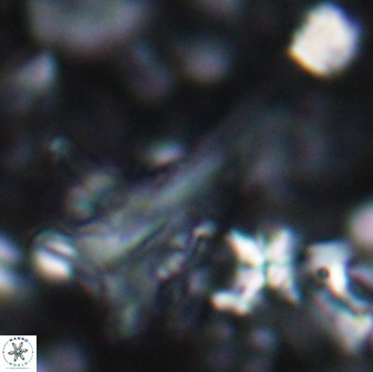 Orthorhabdus serratus 14269
