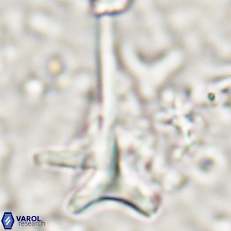 Orthorhabdus serratus 14270
