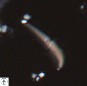 Orthorhabdus serratus 22722