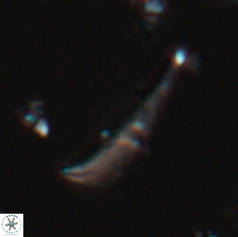 Orthorhabdus serratus 22726