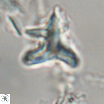 Orthorhabdus serratus 30347
