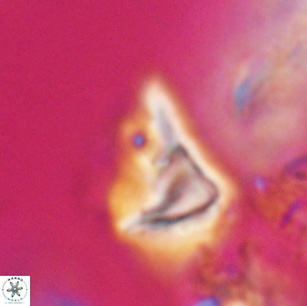 Orthorhabdus serratus 30348