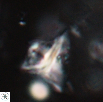 Orthorhabdus serratus 30350