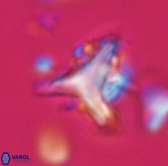 Orthorhabdus serratus 30351