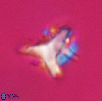 Orthorhabdus serratus 30352