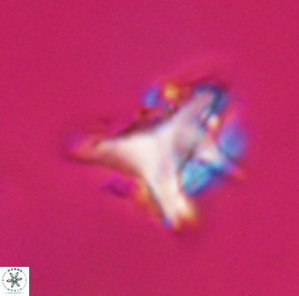 Orthorhabdus serratus 30353
