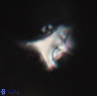 Orthorhabdus serratus 30354