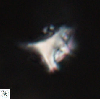 Orthorhabdus serratus 30354
