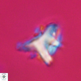 Orthorhabdus serratus 30355