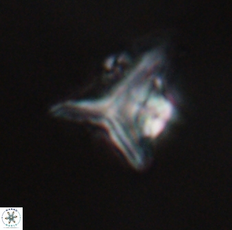 Orthorhabdus serratus 30357