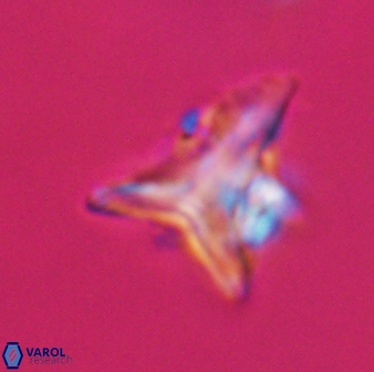 Orthorhabdus serratus 30358