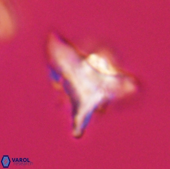 Orthorhabdus serratus 30359