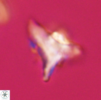 Orthorhabdus serratus 30359
