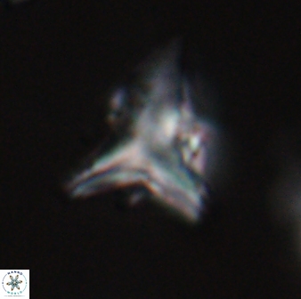 Orthorhabdus serratus 30360