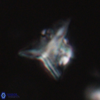 Orthorhabdus serratus 30361