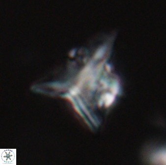 Orthorhabdus serratus 30361