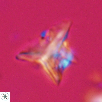 Orthorhabdus serratus 30362