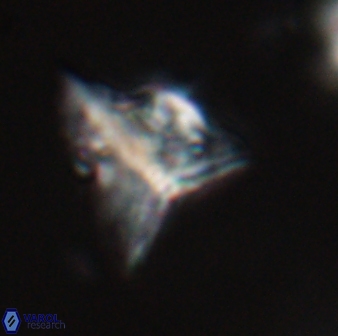 Orthorhabdus serratus 30364