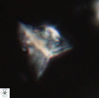 Orthorhabdus serratus 30364