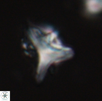 Orthorhabdus serratus 30365
