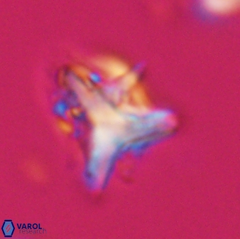 Orthorhabdus serratus 30367