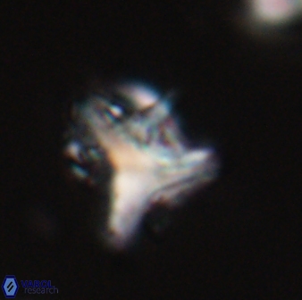 Orthorhabdus serratus 30368