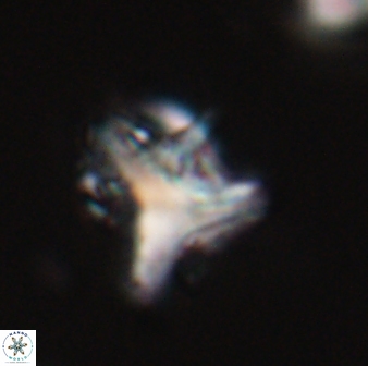 Orthorhabdus serratus 30368