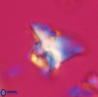 Orthorhabdus serratus 30369