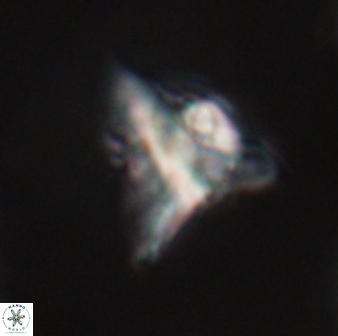Orthorhabdus serratus 30370