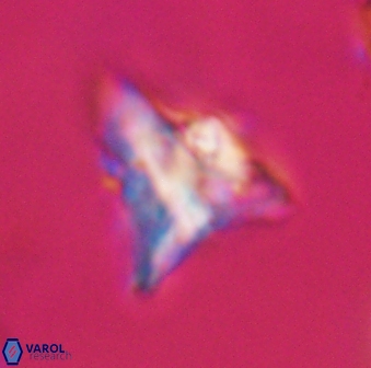 Orthorhabdus serratus 30371
