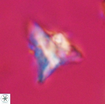 Orthorhabdus serratus 30371