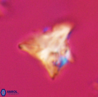 Orthorhabdus serratus 30372