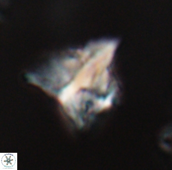 Orthorhabdus serratus 30373