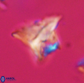 Orthorhabdus serratus 30374