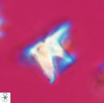 Orthorhabdus serratus 30375