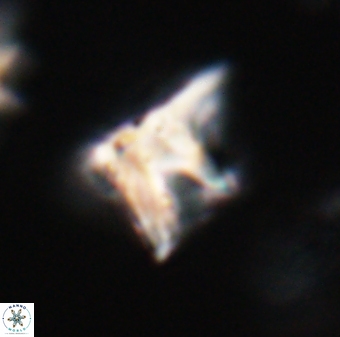 Orthorhabdus serratus 30376