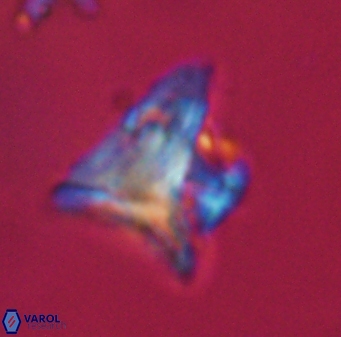 Orthorhabdus serratus 30377