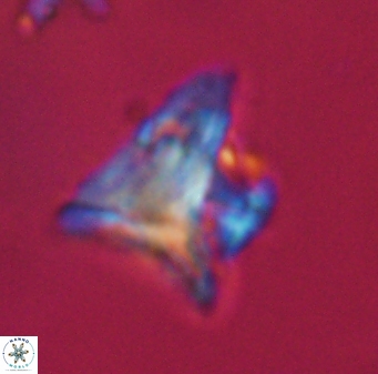 Orthorhabdus serratus 30377