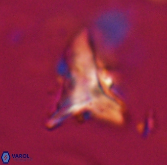 Orthorhabdus serratus 30379