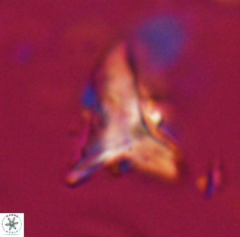 Orthorhabdus serratus 30379