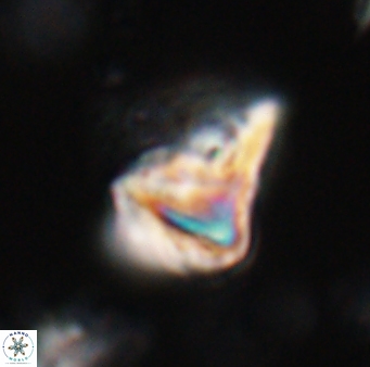 Orthorhabdus serratus 30381