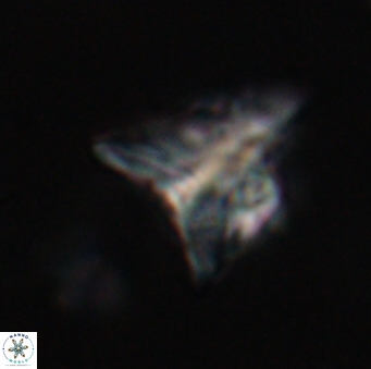 Orthorhabdus serratus 30382