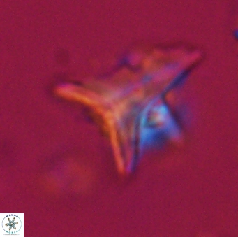 Orthorhabdus serratus 30383