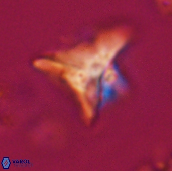 Orthorhabdus serratus 30384