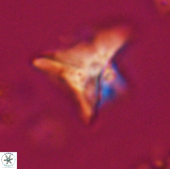 Orthorhabdus serratus 30384